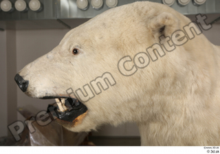 Polar bear head 0008.jpg